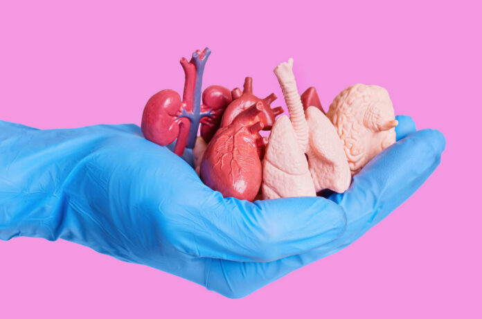 shutterstock2295929343 Blue glove holding miniature human organs pink background
